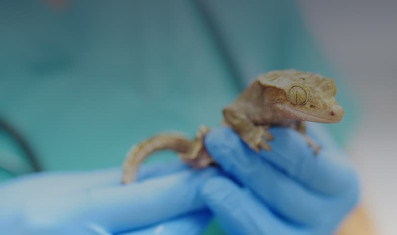 Reptile Care Hero
